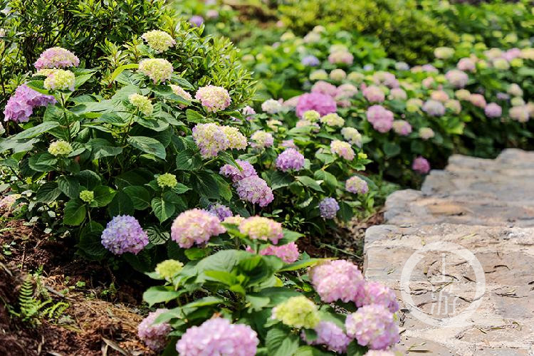 夏天里最大的花百亩绣球天坪山迎风绽放