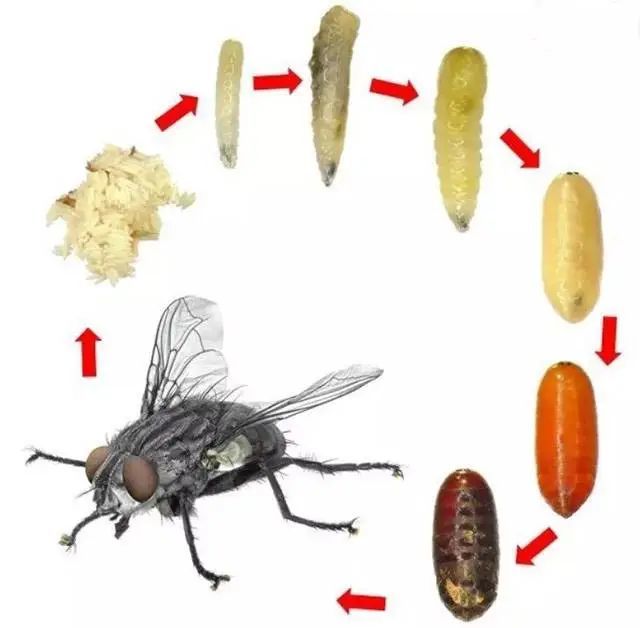 "疏蝇"乃是"病"家常事