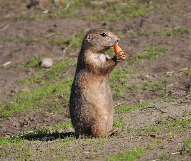 西藏"土拨鼠"数量倍增,泛滥成灾掏空草场,当地人却无可奈何