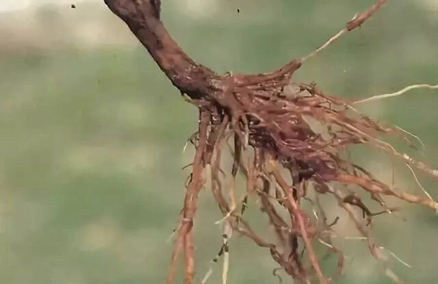 葡萄根腐病症状软腐烂根病怎么用药黄叶死苗防治特效药根小子