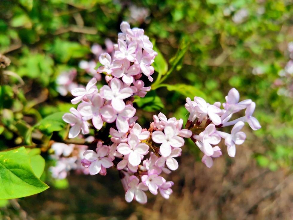 5月19日 第十届火石寨丁香花节将要启动啦 腾讯新闻