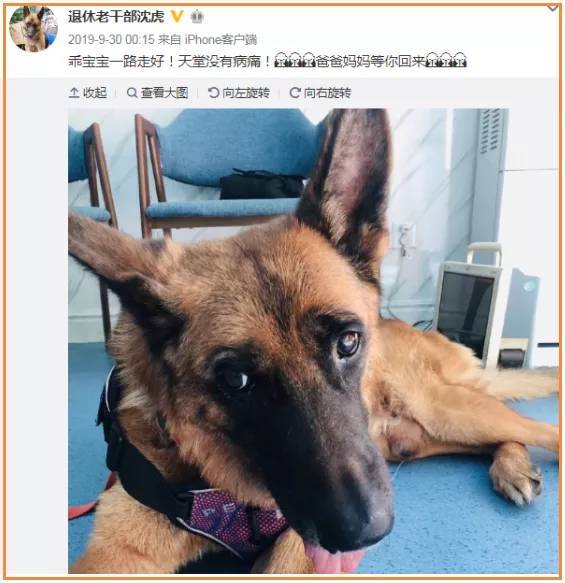 參與汶川地震的搜救犬一個接一個離開了我們冰潔,西嶺,金雕,海嘯,麥兜