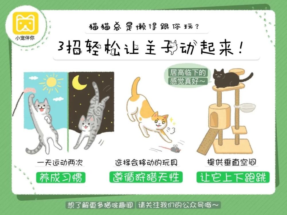 猫猫总是懒得和你玩 3招轻松让主子动起来 腾讯新闻