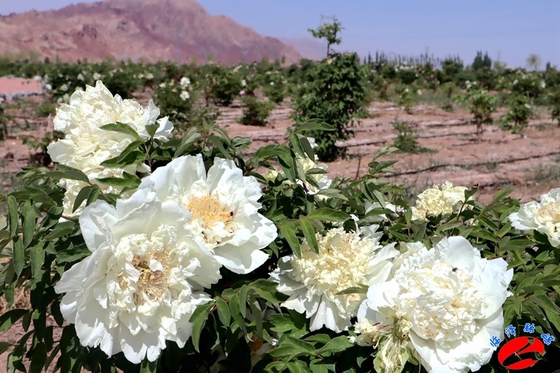 临泽 牡丹花开 醉 游人 腾讯新闻
