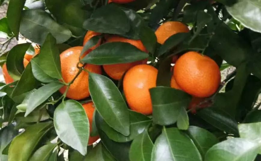 施肥|果实膨果慢，膨果效果不好？还在等什么，5条施肥干货送给你救急！