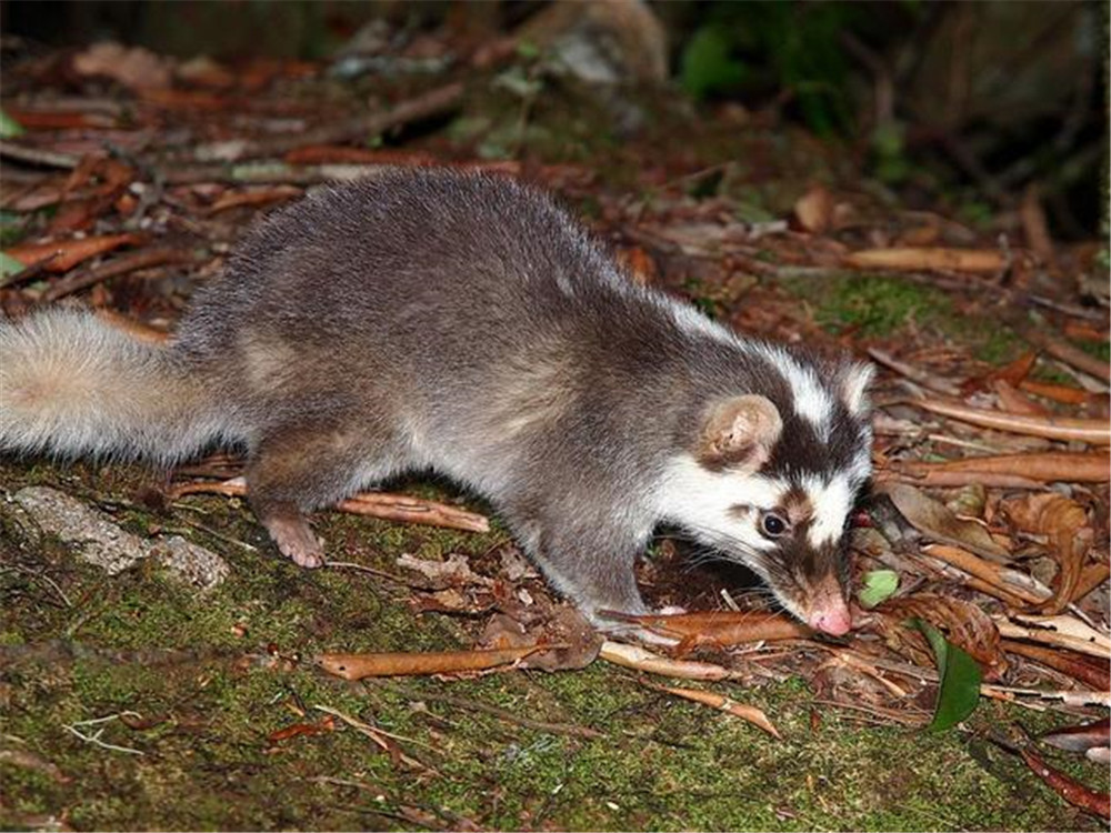 长着"猪鼻子"的鼬獾,与平头哥是远房亲戚,却胆小到连小狗都怕
