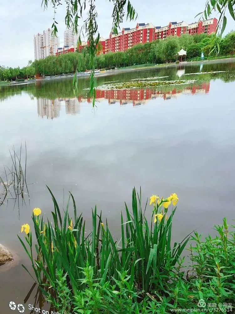片片黄云浮水畔群群金蝶岸飞娇 观元氏公园水滨黄菖蒲花开 腾讯新闻