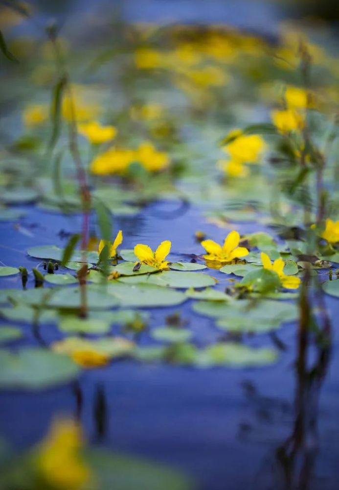 诗经 里的圣洁之花居然藏在大兴安岭 一般人找不到她 腾讯新闻