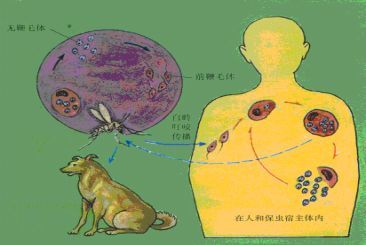 【傳染病防治】關於黑熱病的防治知識,這裡一一為你解答_騰訊新聞