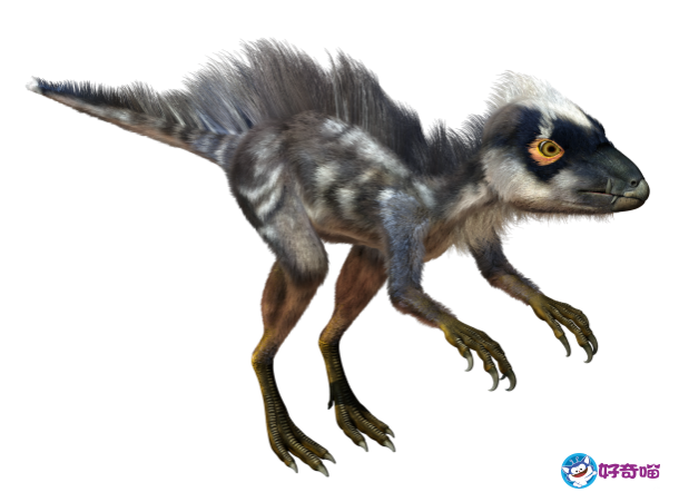 天宇龙复原模型                       图4.北票龙复原模型图5.