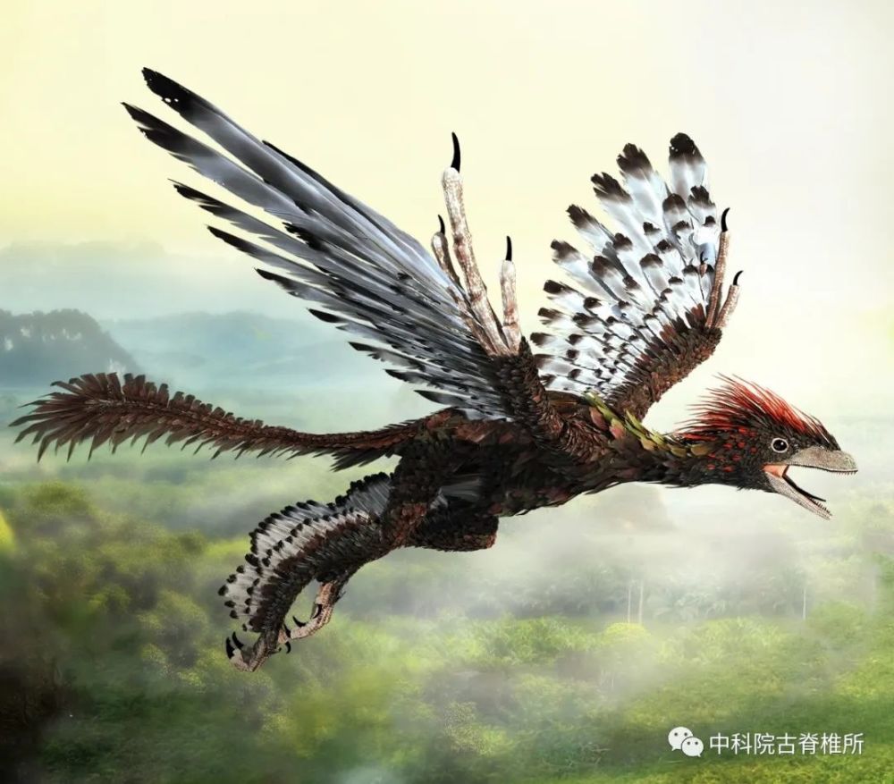 近鸟龙复原图除了体型变小,在恐龙演变成鸟类的过程中,它们的整个身体