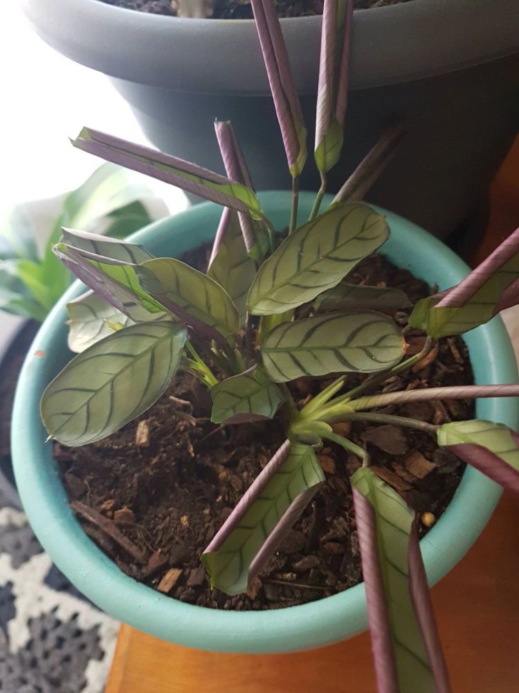 在家里养观赏竹芋几年后,我找出了它们叶子不正常卷曲的四大原因