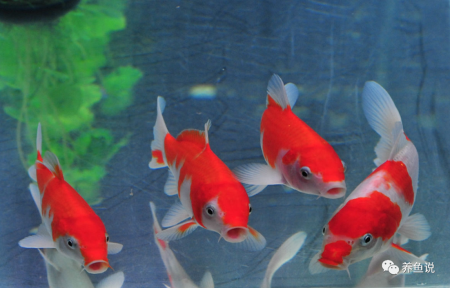 雨水可以养观赏鱼吗 能存着以备不时之需 用它养鱼比自来水好 自来水 氮元素