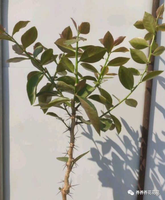 想培育高杆叶仙,用点"手段",长得又直又高,嫁接蟹爪兰美爆了