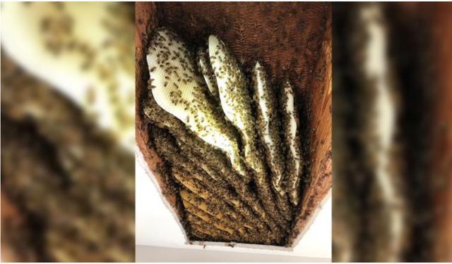 蒙哥马利家的蜂巢