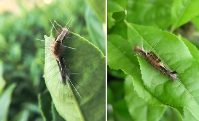 茶树食叶害虫 茶黑毒蛾 食叶害虫 茶树 茶毛虫 幼虫 茶园 茶农
