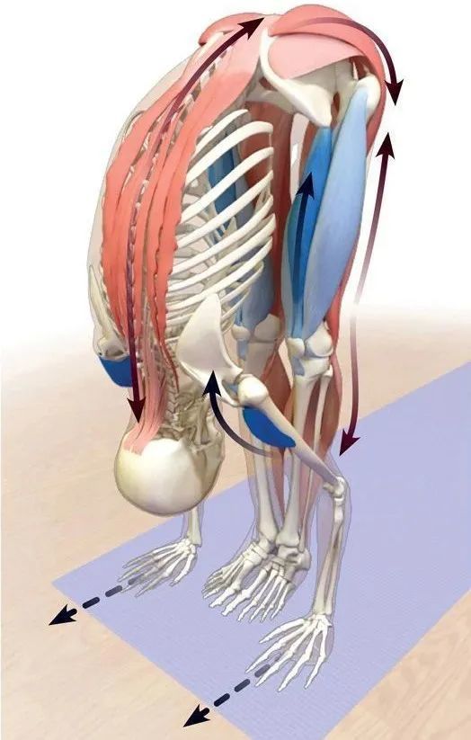下腰背痛,臀腿僵硬,瑜伽前屈下不去?一个网球帮你搞定!
