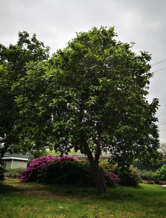 人间四月天里的浓郁芬芳柚树
