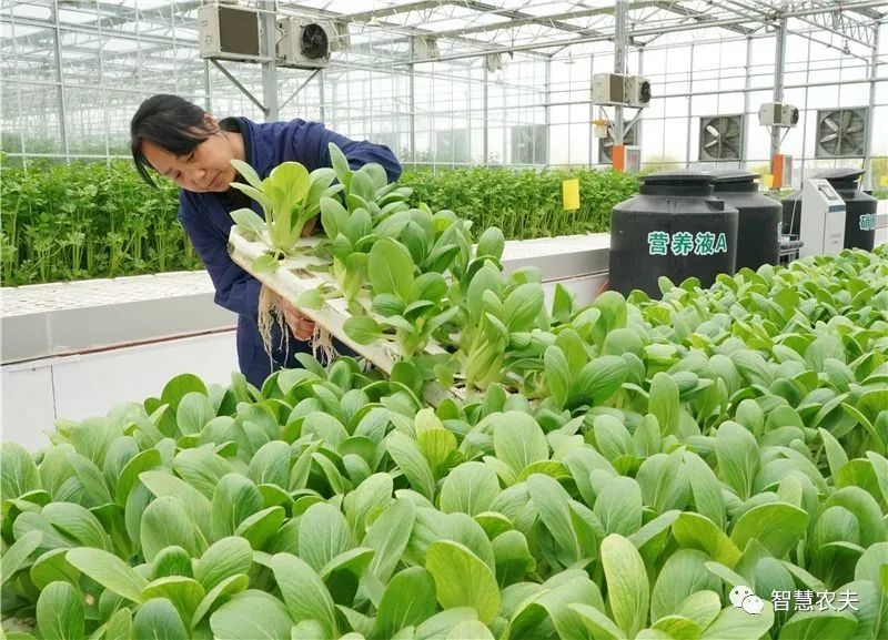 2020特殊的一年 蔬菜产业发展趋势如何 腾讯新闻