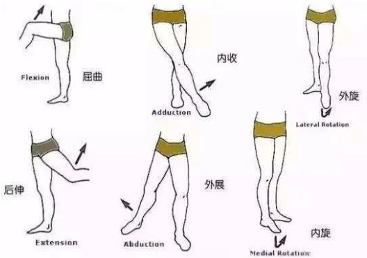 内收作用:在运动中起将腿拉向身体中线,在负重时,维持髋关节和膝关节
