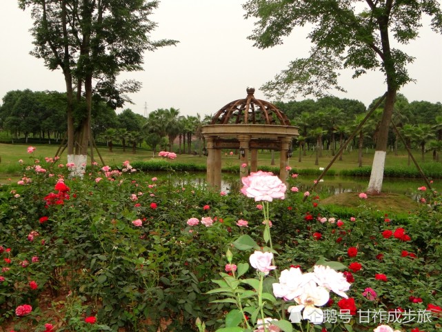 甘祚成自贡之旅:釜溪文化博览园的玫瑰庄园最新扫描