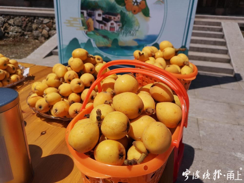 5月13日,记者从象山,宁海等枇杷种植基地了解到,今年宁波地产枇杷质优