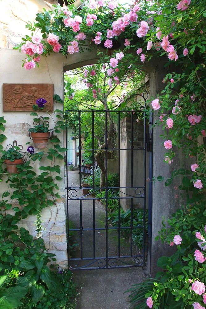 月季,凭一己之力撑起了整个花园的颜值,简直不要太美!_腾讯新闻