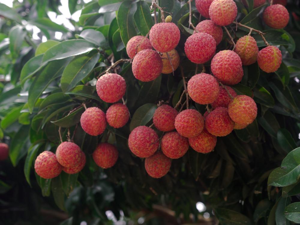 你知道什么是"三把火"吗?作为一种水果,这名字未免太刚了