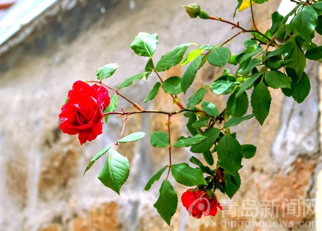福山支路老街老院多花草墙内外蔷薇花开好温馨