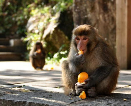 疫情期间 曼德勒有猴子出来 闹事 被抓 猴子表情亮了 腾讯新闻