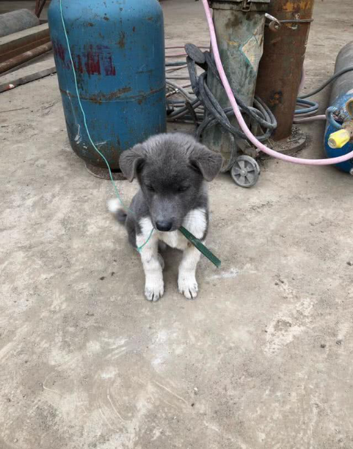 极品中华田园犬胸怀明月四蹄踏雪男子没想到能遇到这种狗