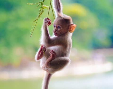 5月下旬,生肖马猴鸡财运终得逆转,再注意一下这些细节会更好