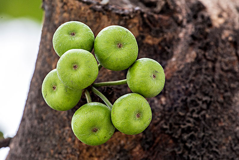 南方特有"馒头果",全株都能吃,过去很受欢迎,现在却被冷落