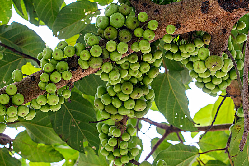 南方特有"馒头果",全株都能吃,过去很受欢迎,现在却被冷落