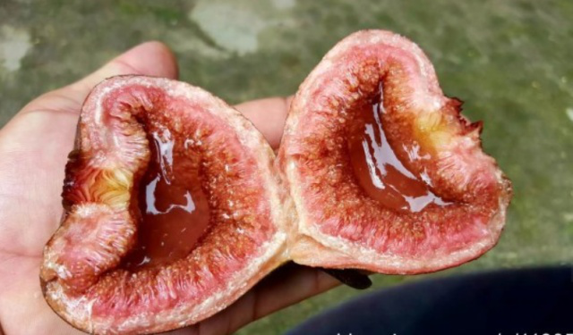 南方特有"馒头果",全株都能吃,过去很受欢迎,现在却被冷落