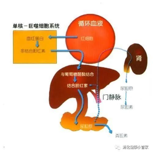 《毒药》_钩吻是毒还是药_钩吻毒性