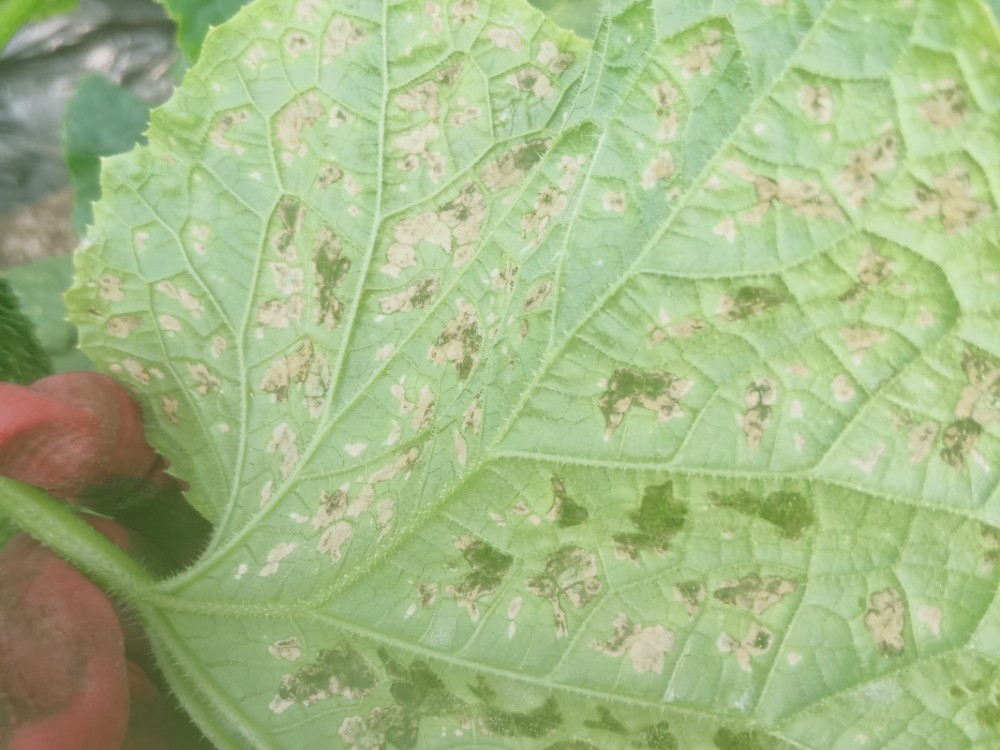 黄瓜得了细菌性角斑病咋办?这个难题菜农应该咋应对