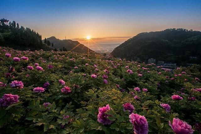 故里深厚的歷史文化底蘊為依託的山水牡丹花卉博覽園——華夏牡丹園