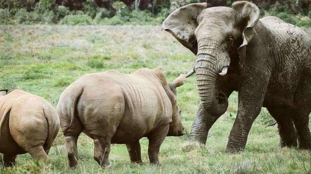 8吨重大象大战犀牛,场面壮观难得一见,镜头拍下全过程