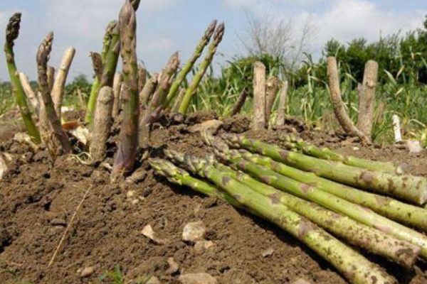 农民种芦笋想要高产必须从这4个方面入手学会产量翻一番