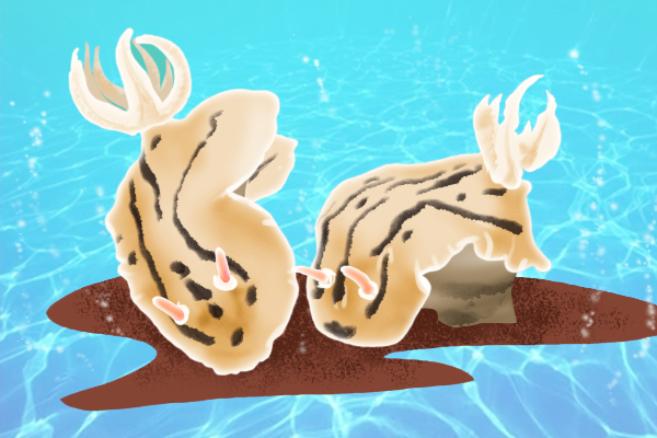 深海萌物海兔知多少