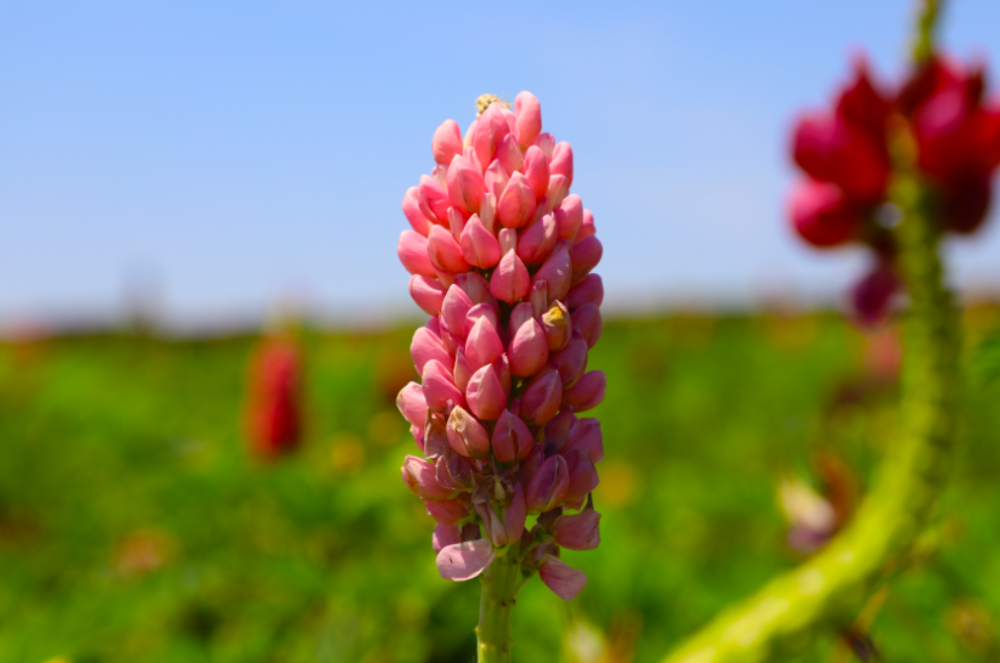 粘蓼三叶酸夏天的风一直吹着落日余晖照射在湖面伴随花香,一路沉醉