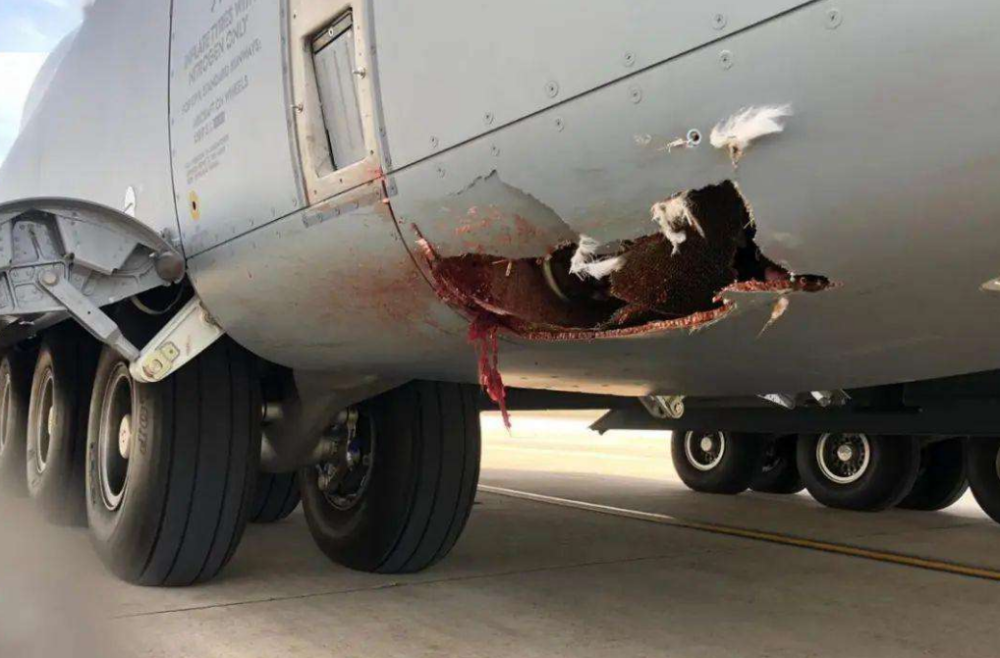 又一飞机发生撞鸟事故,机身遭到严重破坏,曾赴中国运送医疗物资