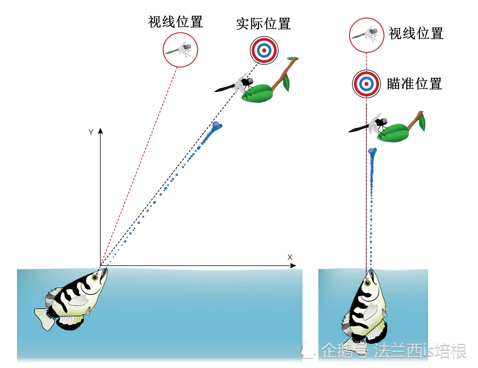 以水为箭,以嘴为弓,1米内的猎物百发百中