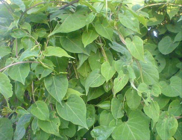 还需要提及的一点是,首乌藤不能用铁制器皿熬制,存放.