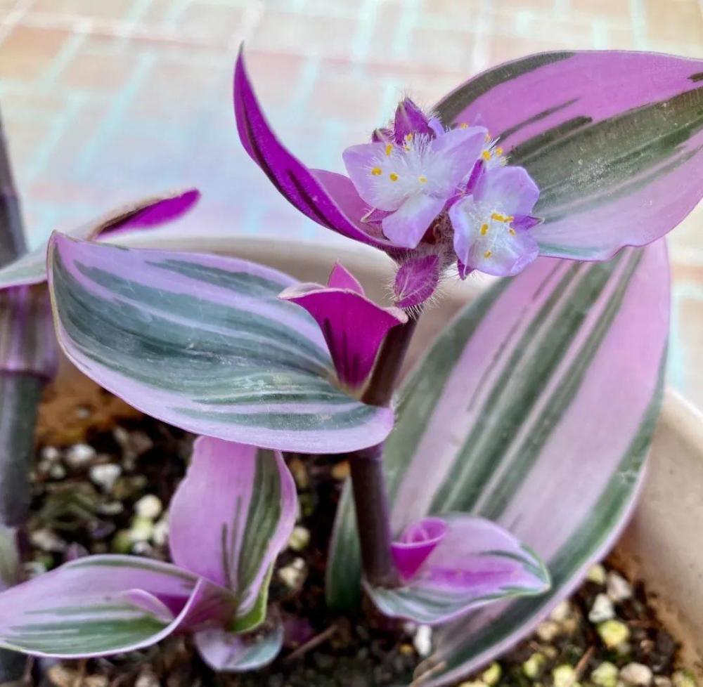 油画吊兰整体看起来更紫一些,叶子背面也是紫色,而且叶片较大,看起来