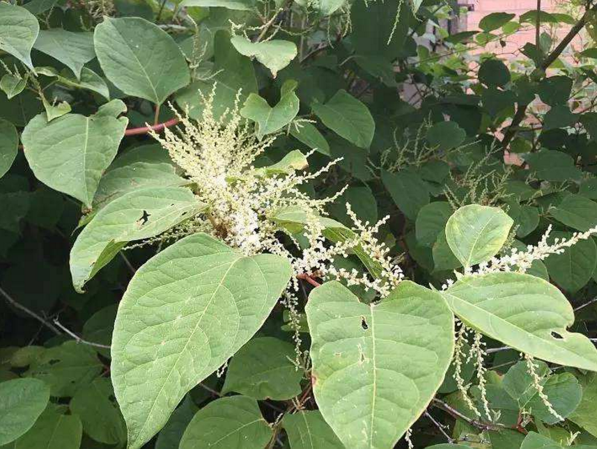 那为什么中国没有受到此虎杖的危害呢?