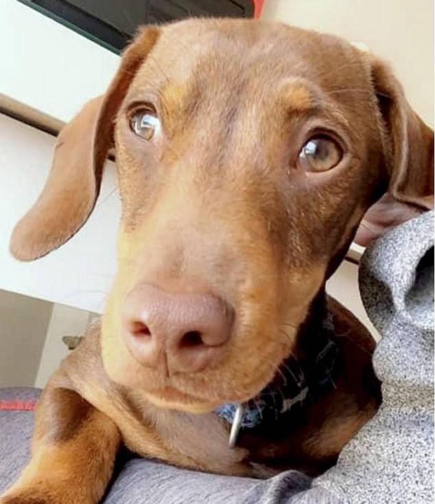 八个月的狗狗受惊吓走失,苦寻3日无果,最后被烤肉香味吸引回家