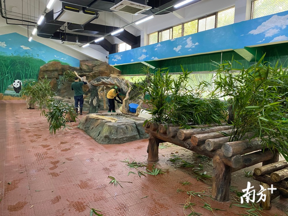 滚滚明天见广州动物园大熊猫室内展馆等即将恢复开放