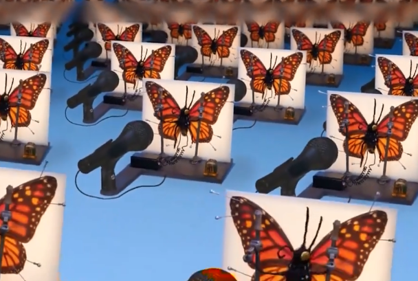 用电击蝴蝶发出叫声当音乐蝴蝶效应的另类诠释反应了人类的本质